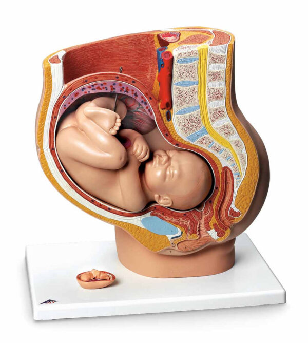 Nasco Pregnant Woman Model [SKU: SB23480]