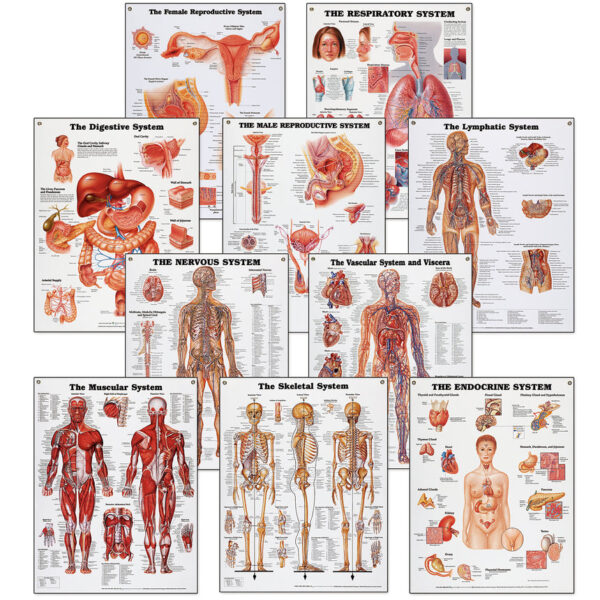 Nasco Peter Bachin Anatomical Systems Chart Set [SKU: SB25037]