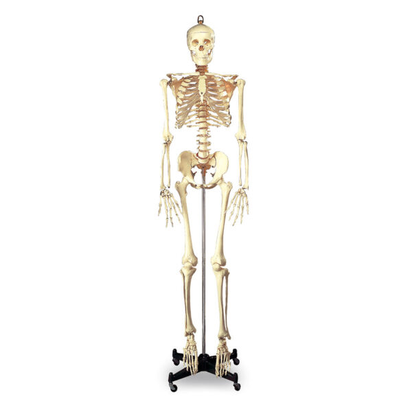 Nasco Budget Full-Size Skeleton 5 ft 6 in Mounted on 16 in W x 3 in H Metal Base with Wheels [SKU: SB25209]