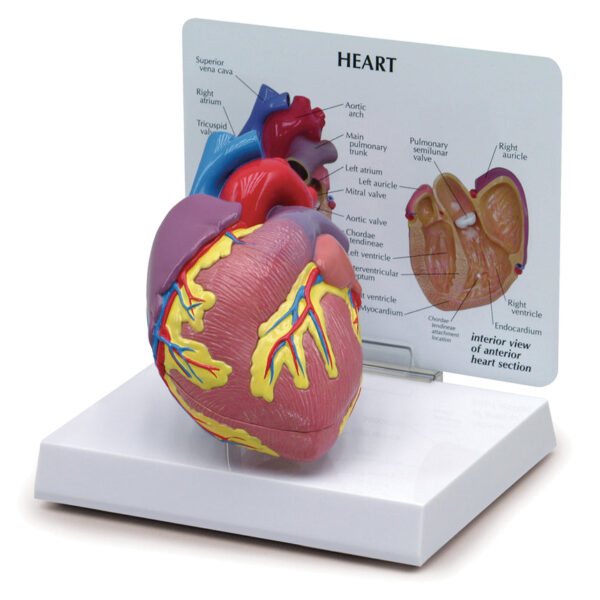 Nasco Heart Model (2-Piece) [SKU: SB32595]