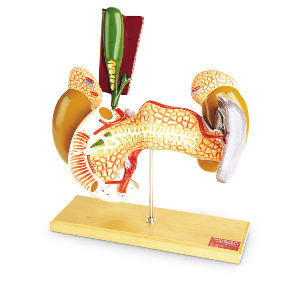 Nasco Internal Organs