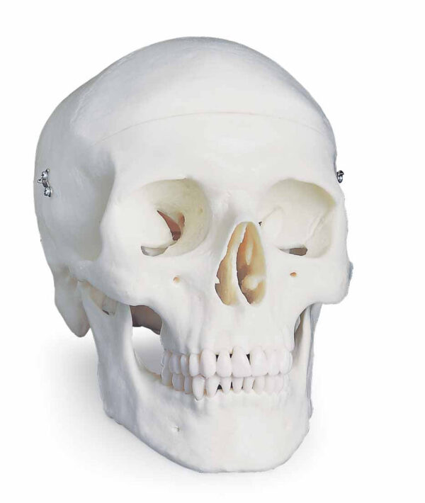 Nasco Classic Skull (3-Part) [SKU: SB33945]