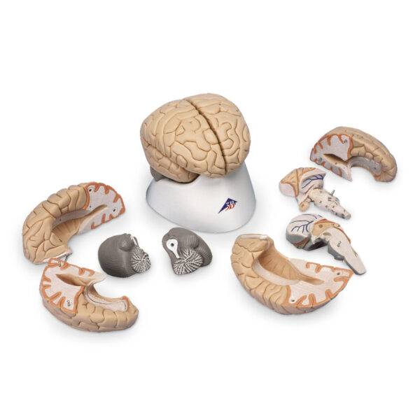 Nasco Brain Model (8-Part) [SKU: SB41143]