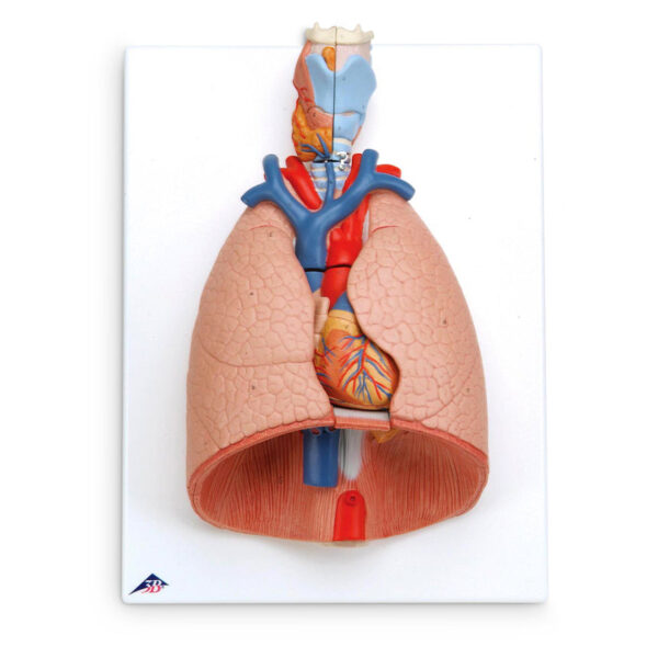 Nasco Deluxe 7-Part Lung Model with Larynx [SKU: SB41144]