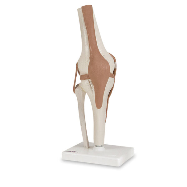 Nasco Working Knee Joint Model