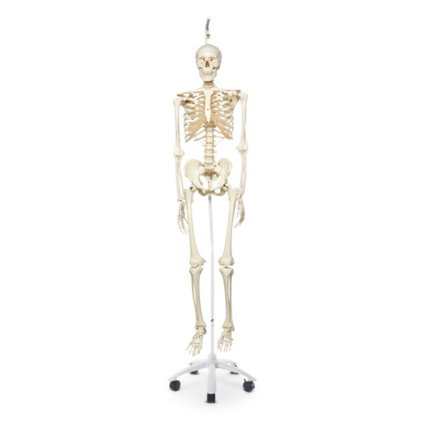 Nasco Stan the Standard Skeleton 5 ft. 6 in. (170 cm) - Includes 5-Arm Hanging Roller Stand (73-1/4 in)