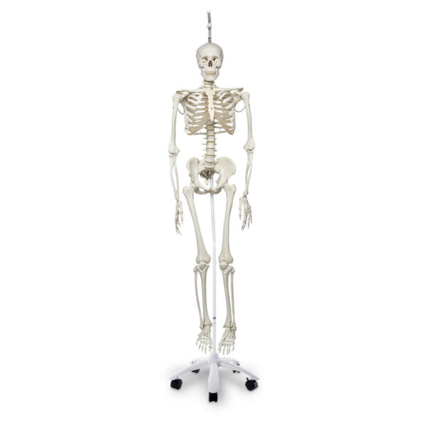 Nasco Physiological Skeleton with Hanging Roller Stand 73-1/4 in. [SKU: SB41410]