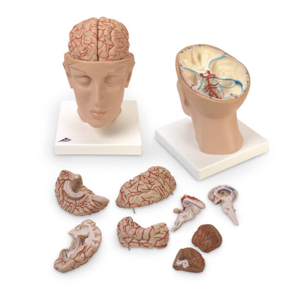 Nasco Brain with Arteries on Base of Head 8 Part [SKU: SB41429]