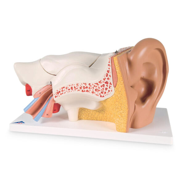 Nasco Advanced Giant Ear 3 Times Life-Size 6-Part [SKU: SB41430]