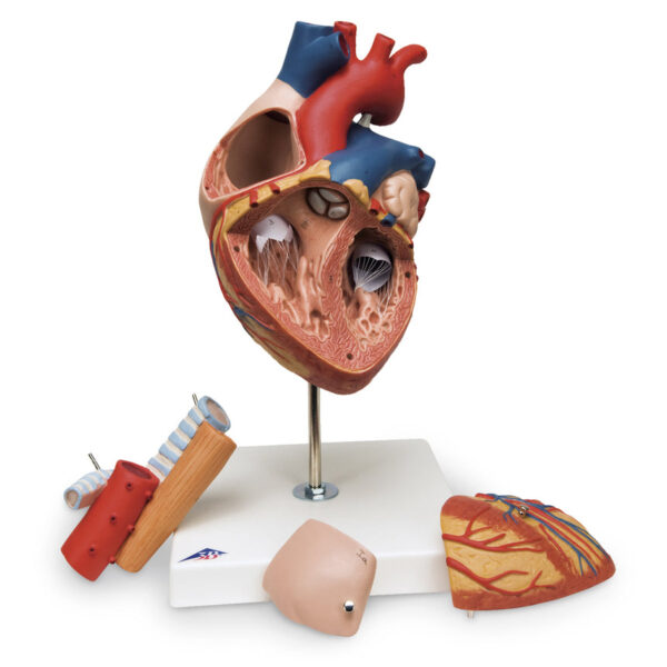 Nasco Heart with Esophagus and Trachea Model [SKU: SB41433]