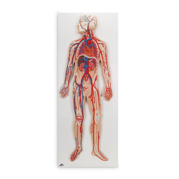 Nasco Circulatory System [SKU: SB41436]