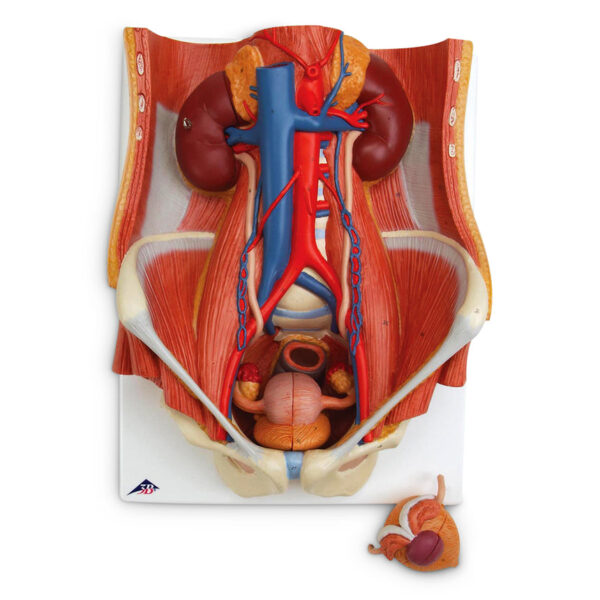 Nasco Dual Sex Urinary System 6 Part