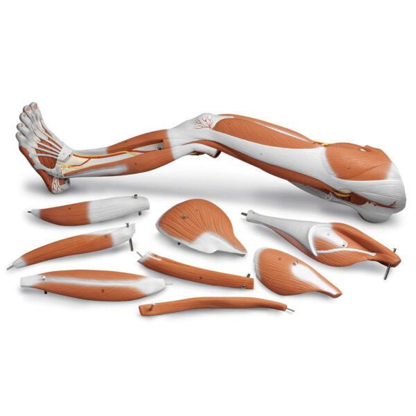 Nasco Dissectible Muscled Leg 9 Part [SKU: SB41513]