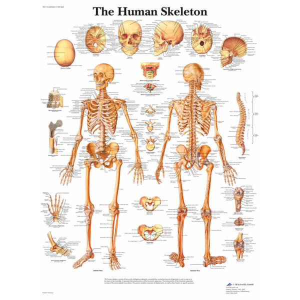 Nasco Classic Laminated 3B Scientific Anatomical Chart for Human Skeleton