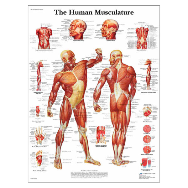 Nasco Classic Laminated 3B Scientific Anatomical Chart for Human Musculature