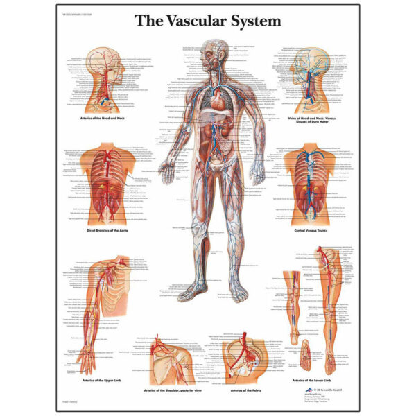 Nasco Classic Laminated 3B Scientific Anatomical Chart for the Vascular System