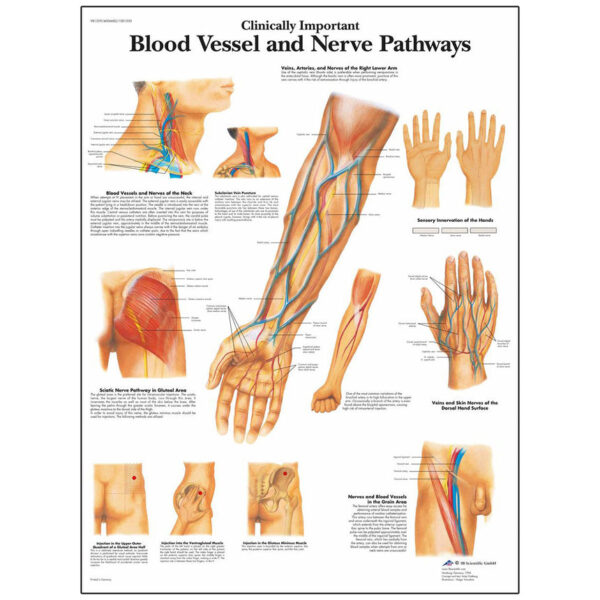 Nasco Laminated 3B Scientific Anatomical Chart for Clinically Important Blood Vessels and Nerve Pathways