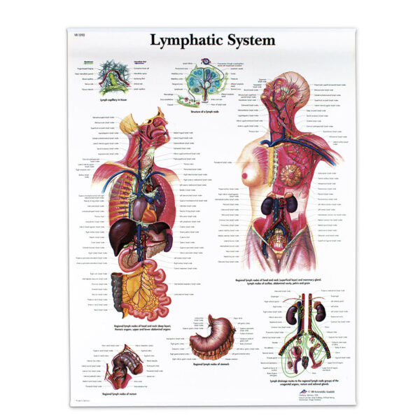 Nasco Classic Laminated 3B Scientific Anatomical Chart for the Lymphatic System