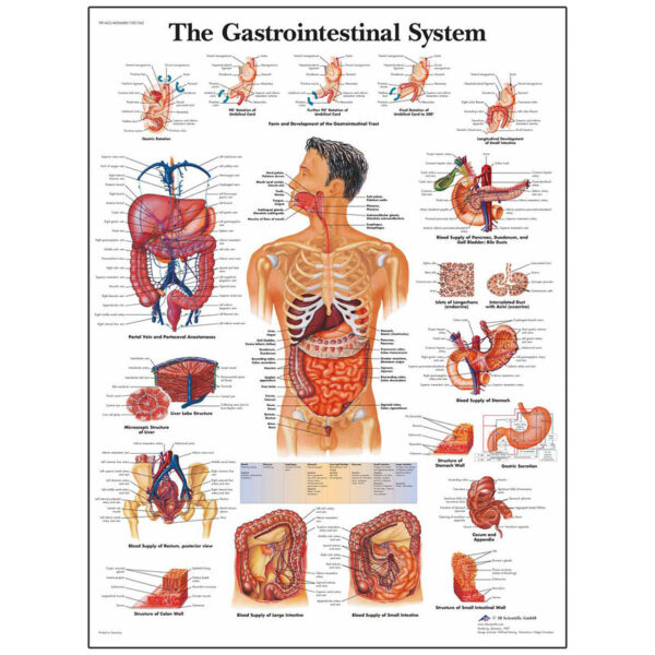 Nasco Classic Laminated 3B Scientific Anatomical Chart for the Gastrointestinal System