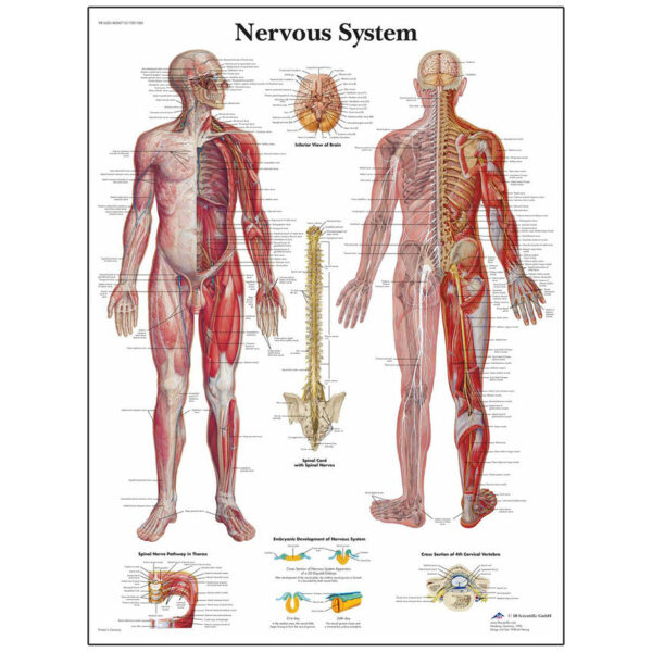 Nasco Classic Laminated 3B Scientific Anatomical Chart for the Nervous System