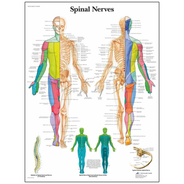 Nasco Classic Laminated 3B Scientific Anatomical Chart for Spinal Nerves