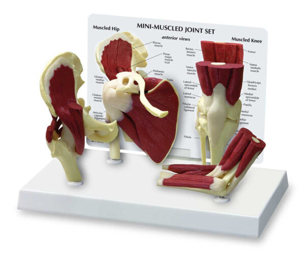 Nasco Mini-Muscled Joint Set [SKU: SB47324]