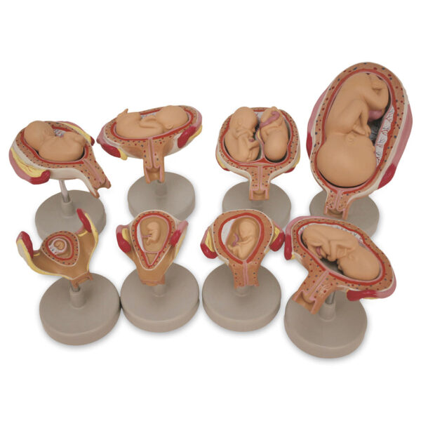 Nasco Fetus Development Set [SKU: SB47759]