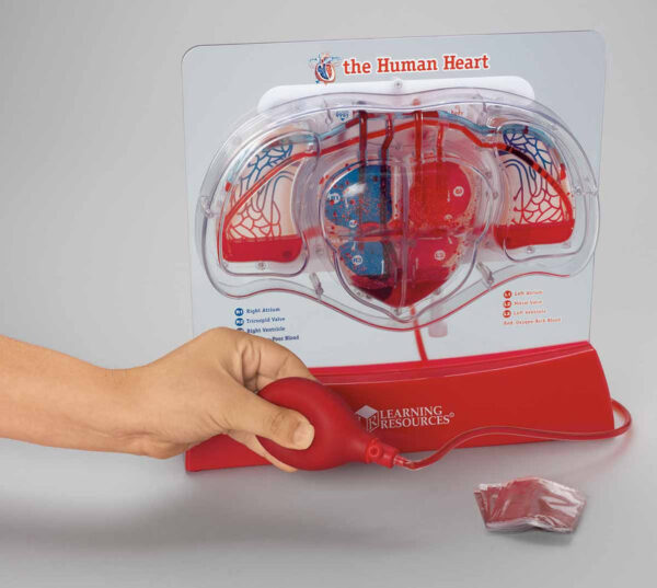 Nasco Pumping Heart Model [SKU: SB48204U]