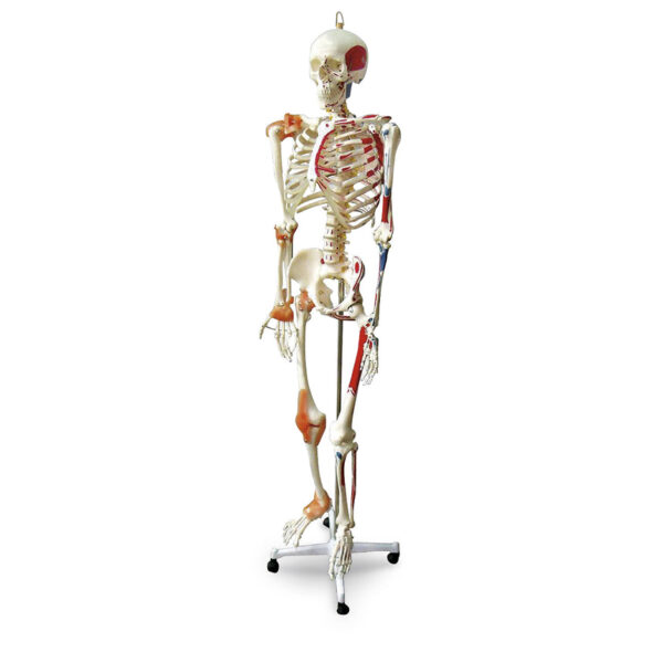 Nasco Full-Size Human Skeleton with Muscles and Ligaments [SKU: SB49572]