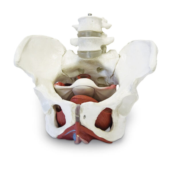 Nasco Female Pelvic Skeleton with Organs