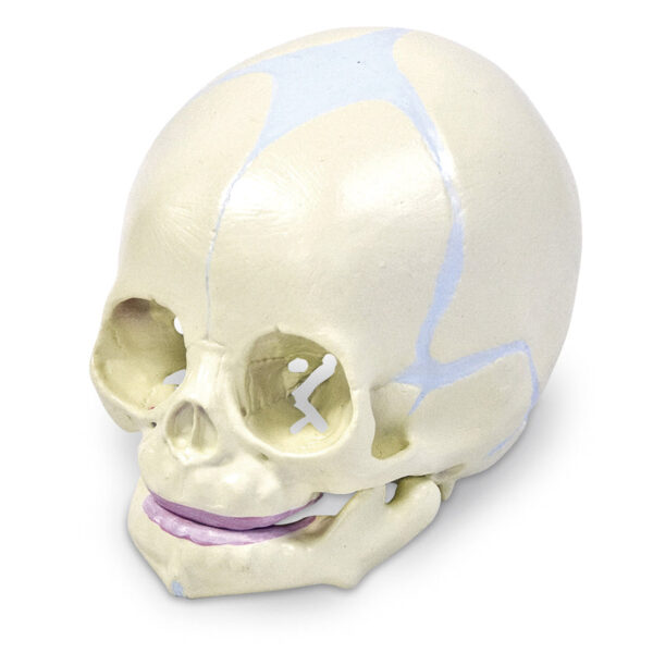 Nasco Human Fetal Skull