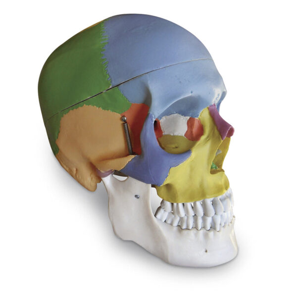 Nasco Colored Human Skull