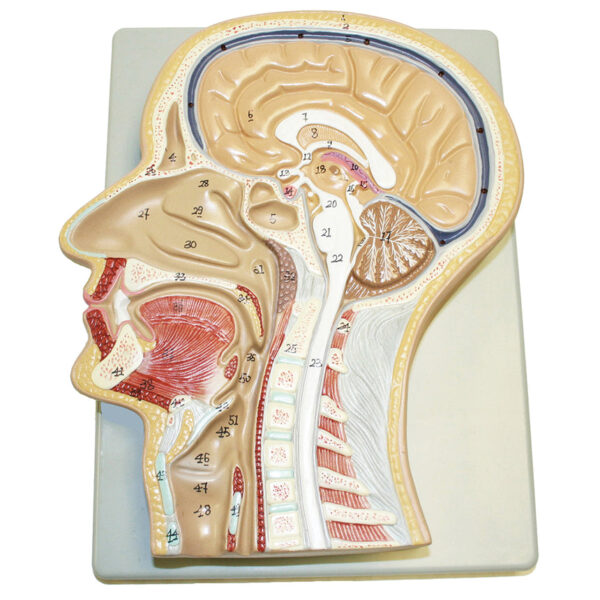 Nasco Sagittal Section of Head Model - 12 in. x 8 in. x 3 in.