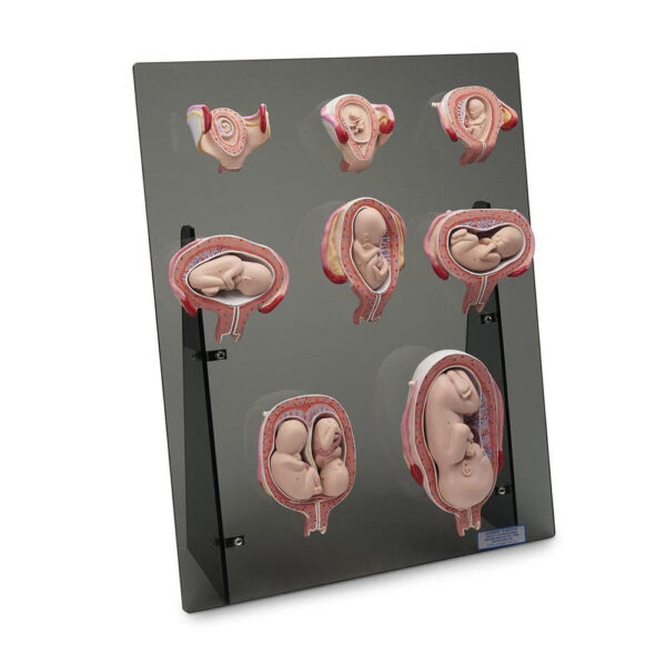 Gaumard Intra-Uterine Development Trainer